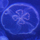 Indigo Jellyfish